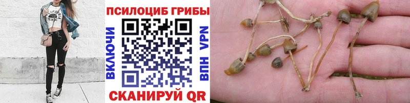 Псилоцибиновые грибы мицелий Сим